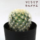 マミラリア・カルメナエ【観葉植物 サボテン 多肉植物 インテリア グリーン 卓上 デスク テーブル おしゃれ かわいい 新生活 ギフト 誕生日 ベランダ ガーデ...