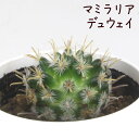 マミラリア・デュウェイ【観葉植物 サボテン 多肉植物 インテリア グリーン 卓上 デスク テーブル おしゃれ かわいい 新生活 ギフト 誕生日 ベランダ ガーデ...