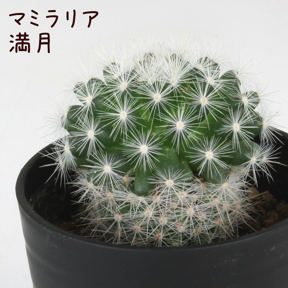 マミラリア・満月【観葉植物 サボ