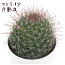 マミラリア・月影丸【観葉植物 サボテン 多肉植物 インテリア グリーン 卓上 デスク テーブル おしゃれ かわいい 新生活 ギフト 誕生日 ベランダ ガーデニン...