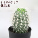 ネオポルテリア 銀翁玉【観葉植物 サボテン 多肉植物 インテリア グリーン 卓上 デスク テーブル おしゃれ かわいい 新生活 ギフト 誕生日 ベランダ ガーデニング プレゼント 仙人掌 棚置き ミニ ギンオウギョク】