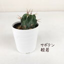 サボテン・般若【観葉植物 サボテン 多肉植物 インテリア グリーン 卓上 デスク テーブル おしゃれ かわいい 新生活 ギフト 誕生日 ベランダ ガーデニング ...