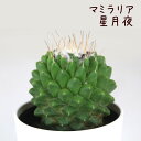 マミラリア・星月夜【観葉植物 サボテン 多肉植物 インテリア グリーン 卓上 デスク テーブル おしゃれ かわいい 新生活 ギフト 誕生日 ベランダ ガーデニング プレゼント 仙人掌 棚置き ミニ 四刺丸 地球丸】