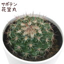 サボテン・花笠丸【観葉植物 サボテン 多肉植物 インテリア グリーン 卓上 デスク テーブル おしゃれ かわいい 新生活 ギフト 誕生日 ベランダ ガーデニング...