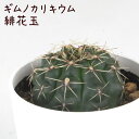 ギムノカリキウム・緋花玉【観葉植物 サボテン 多肉植物 インテリア グリーン 卓上 デスク テーブル おしゃれ かわいい 新生活 ギフト 誕生日 ベランダ ガー...