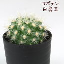 サボテン・白翁玉【観葉植物 サボテン 多肉植物 インテリア グリーン 卓上 デスク テーブル おしゃれ かわいい 新生活 ギフト 誕生日 ベランダ ガーデニング プレゼント 仙人掌 棚置き ミニ】