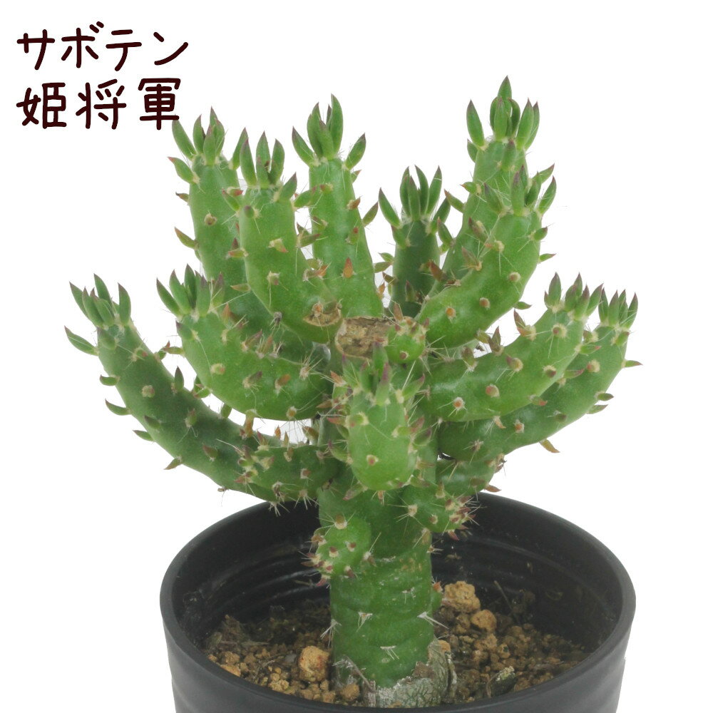 将軍 多肉植物の商品画像