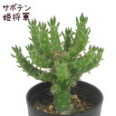 サボテン・姫将軍【観葉植物 サボテン 多肉植物 インテリア グリーン 卓上 デスク テーブル おしゃれ かわいい 新生活 ギフト 誕生日 ベランダ ガーデニング...