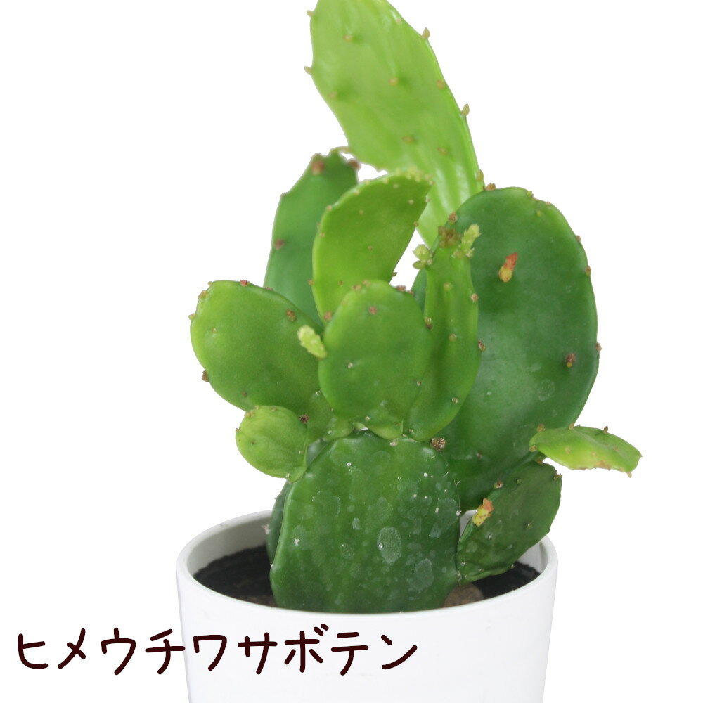 ヒメウチワサボテン【観葉植物 サボテン 多肉植物 インテリア グリーン 卓上 デスク テーブル おしゃれ かわいい 新生活 ギフト 誕生日 ベランダ ガーデニング プレゼント 仙人掌 棚置き ミニ 姫団扇仙人掌 トゲ なし】