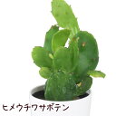 ヒメウチワサボテン【観葉植物 サボテン 多肉植物 インテリア グリーン 卓上 デスク テーブル おしゃれ かわいい 新生活 ギフト 誕生日 ベランダ ガーデニン...