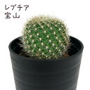 レブチア・宝山【観葉植物 サボテン 多肉植物 インテリア グリーン 卓上 デスク テーブル おしゃれ かわいい 新生活 ギフト 誕生日 ベランダ ガーデニング ...
