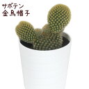 サボテン・金烏帽子【観葉植物 サボテン 多肉植物 インテリア グリーン 卓上 デスク テーブル おしゃれ かわいい 新生活 ギフト 誕生日 ベランダ ガーデニン...
