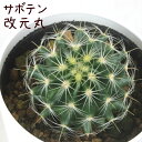 サボテン・改元丸【観葉植物 サボテン 多肉植物 インテリア グリーン 卓上 デスク テーブル おしゃれ かわいい 新生活 ギフト 誕生日 ベランダ ガーデニング...