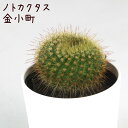 ノトカクタス・金小町【観葉植物 サボテン 多肉植物 インテリア グリーン 卓上 デスク テーブル おしゃれ かわいい 新生活 ギフト 誕生日 ベランダ ガーデニ...