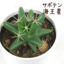 サボテン・海王星【観葉植物 サボテン 多肉植物 インテリア グリーン 卓上 デスク テーブル おしゃれ かわいい 新生活 ギフト 誕生日 ベランダ ガーデニング プレゼント 仙人掌 棚置き ミニ ドリコテレ 星型】