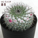 マミラリア・霧墨【観葉植物 サボテン 多肉植物 インテリア グリーン 卓上 デスク テーブル おしゃれ かわいい 新生活 ギフト 誕生日 ベランダ ガーデニング...