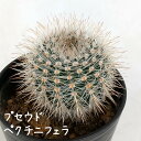 ロビビア・白麗丸【観葉植物 サボテン 多肉植物 インテリア グリーン 卓上 デスク テーブル おしゃれ かわいい 新生活 ギフト 誕生日 ベランダ ガーデニング...