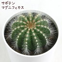 サボテン・マグニフィカス【観葉植物 サボテン 多肉植物 インテリア グリーン 卓上 デスク テーブル おしゃれ かわいい 新生活 ギフト 誕生日 ベランダ ガー...