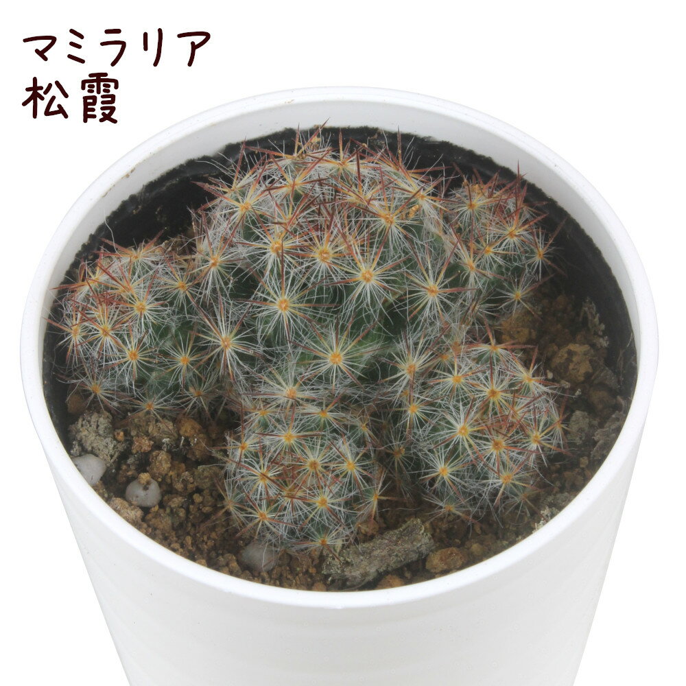 マミラリア・松霞【マツガスミ 観葉植物 サボテン 多肉植物 インテリア グリーン 卓上 デスク テーブル おしゃれ かわいい 新生活 ギフト 誕生日 ベランダ ガーデニング プレゼント 仙人掌 棚置き ミニサイズ】