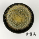 サボテン・黄雪晃【観葉植物 サボテン 多肉植物 インテリア グリーン 卓上 デスク テーブル おしゃれ かわいい 新生活 ギフト 誕生日 ベランダ ガーデニング...