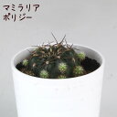 サボテン・ポリジー【観葉植物 サボテン 多肉植物 インテリア グリーン 卓上 デスク テーブル おしゃれ かわいい 新生活 ギフト 誕生日 ベランダ ガーデニン...