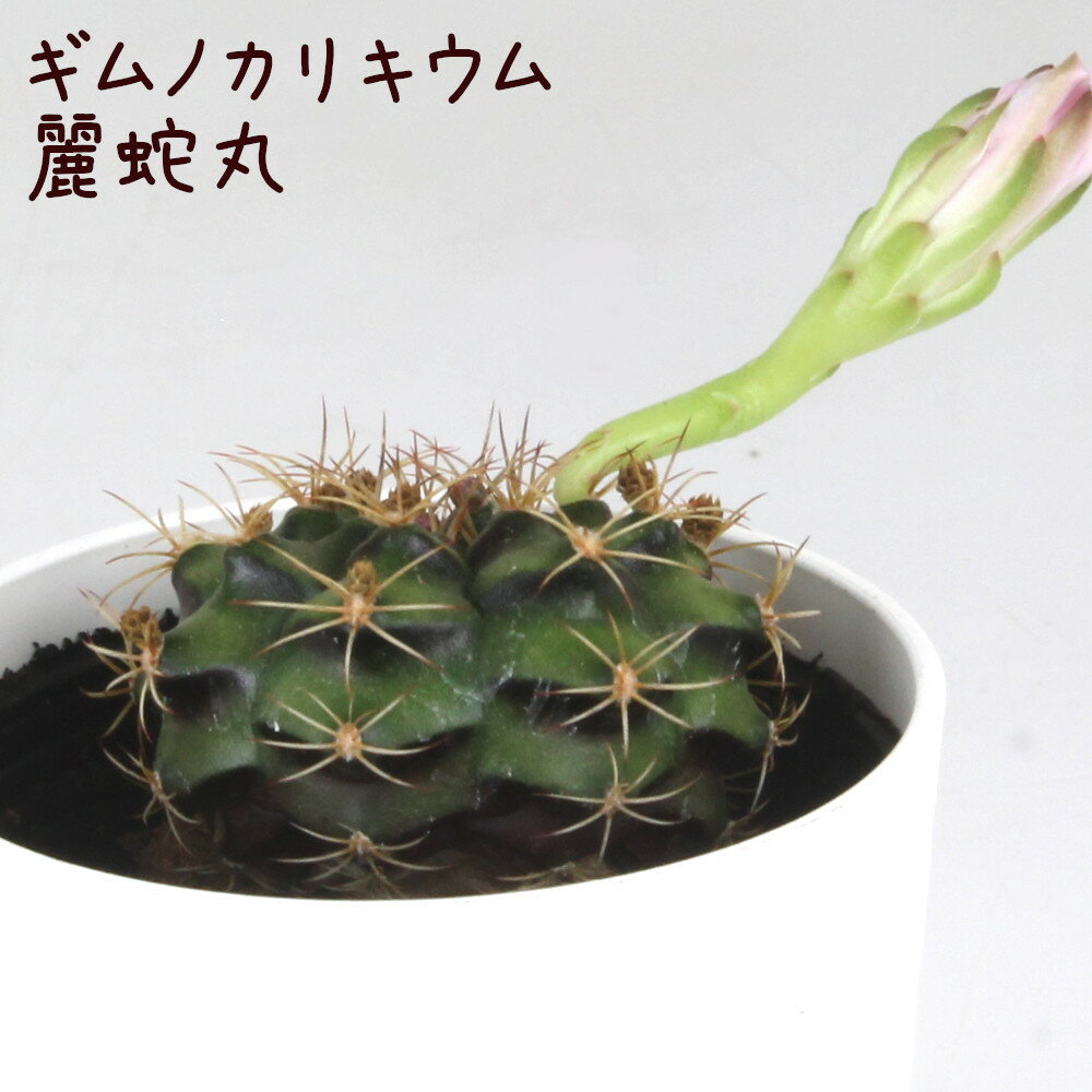 ギムノカリキウム・麗蛇丸【観葉植物 サボテン 多肉植物 インテリア グリーン 卓上 デスク テーブル おしゃれ かわいい 新生活 ギフト 誕生日 ベランダ ガーデニング プレゼント 仙人掌 棚置き ミニ レイジャマル レイダマル】