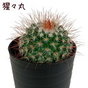 マミラリア・猩々丸【観葉植物 サボテン 多肉植物 インテリア グリーン 卓上 デスク テーブル おしゃれ かわいい 新生活 ギフト プレゼント 仙人掌 3寸 棚...