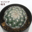 マミラリア・桜月【観葉植物 サボテン 多肉植物 インテリア グリーン 卓上 デスク テーブル おしゃれ かわいい 新生活 ギフト 誕生日 ベランダ ガーデニング...