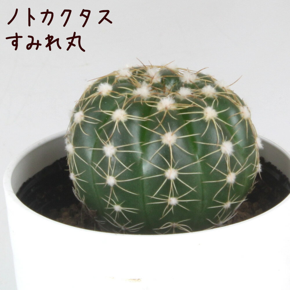 ノトカクタス・菫丸【観葉植物 サボテン 多肉植物 インテリア グリーン 卓上 デスク テーブル おしゃれ かわいい 新生活 ギフト 誕生日 ベランダ ガーデニング プレゼント 仙人掌 棚置き ミニ すみれ丸】