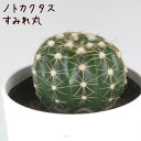 ノトカクタス・菫丸【観葉植物 サボテン 多肉植物 インテリア グリーン 卓上 デスク テーブル おしゃれ かわいい 新生活 ギフト 誕生日 ベランダ ガーデニン...