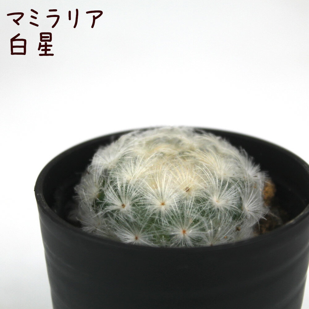 サボテン・白星【観葉植物 サボテン 多肉植物 インテリア グリーン 卓上 デスク テーブル おしゃれ かわいい 新生活 ギフト 誕生日 ベランダ ガーデニング プレゼント 仙人掌 棚置き ミニ 白 ホワイト ふわふわ もこもこ プルモサ】