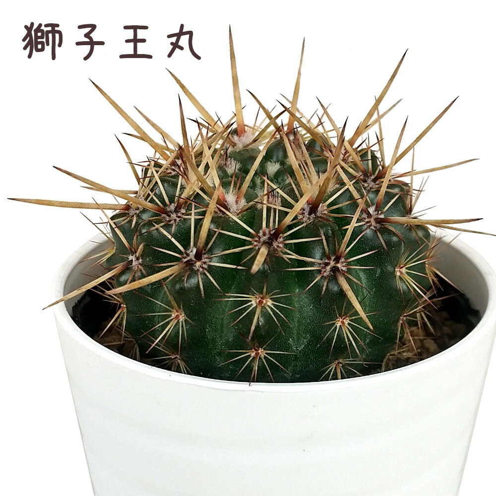楽天市場】王冠竜 サボテン(花・ガーデン・DIY)の通販 楽天市場】王冠竜 サボテン(花・ガーデン・DIY)の通販