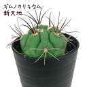 ギムノカリキウム・新天地【観葉植物 サボテン 多肉植物 インテリア グリーン 卓上 デスク テーブル おしゃれ かわいい 新生活 ギフト 誕生日 ベランダ ガー...