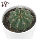 サボテン・層雲【ソウウン メロカクタス 観葉植物 サボテン 多肉植物 インテリア グリーン 卓上 デスク テーブル おしゃれ かわいい 新生活 ギフト 誕生日 ...