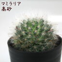 マミラリア・高砂【観葉植物 サボテン 多肉植物 インテリア グリーン 卓上 デスク テーブル おしゃれ かわいい 新生活 ギフト 誕生日 ベランダ ガーデニング...