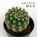 エキノプシス・短毛丸【観葉植物 サボテン 多肉植物 インテリア グリーン 卓上 デスク テーブル おしゃれ かわいい 新生活 ギフト 誕生日 ベランダ ガーデニ...