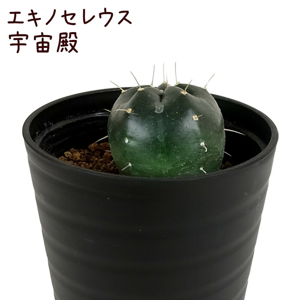 エキノセレウス・宇宙殿【観葉植物 サボテン 多肉植物 インテリア グリーン 卓上 デスク テーブル おしゃれ かわいい 新生活 ギフト 誕生日 ベランダ ガーデニング プレゼント 仙人掌 棚置き ミニサイズ 】