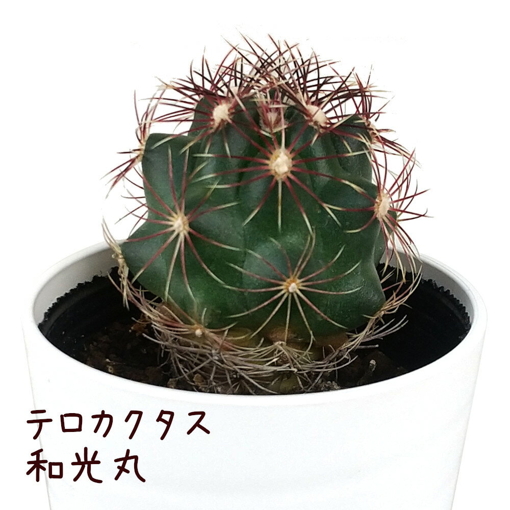 テロカクタス・和光丸【観葉植物 サボテン 多肉植物 インテリア グリーン 卓上 デスク テーブル おしゃれ かわいい 新生活 ギフト 誕生日 ベランダ ガーデニング プレゼント 仙人掌 棚置き ミニ ワコウマル】