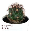 テロカクタス・和光丸【観葉植物 サボテン 多肉植物 インテリア グリーン 卓上 デスク テーブル おしゃれ かわいい 新生活 ギフト 誕生日 ベランダ ガーデニ...