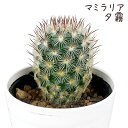 マミラリア・夕霧【観葉植物 サボテン 多肉植物 インテリア グリーン 卓上 デスク テーブル おしゃれ かわいい 新生活 ギフト 誕生日 ベランダ ガーデニング...