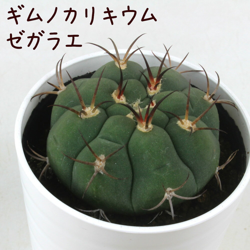 ギムノカリキウム・ゼガラエ【観葉植物 サボテン 多肉植物 インテリア グリーン 卓上 デスク テーブル おしゃれ かわいい 新生活 ギフト 誕生日 ベランダ ガーデニング プレゼント 仙人掌 棚置き ミニ】