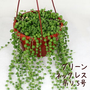 グリーンネックレス 吊り鉢 5号【多肉植物 観葉植物 5寸 おしゃれ 新生活 ギフト プレゼント 室内 かわいい オシャレ ハンギング 玄関 ベランダ ガーデニング 吊り下げ 鉢 ミドリノスズ 緑の鈴 吊るす】送料無料（北海道・沖縄・離島除く）