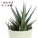 ハオルチア 十二の巻 3.5号【観葉植物 多肉植物 インテリア グリーン 小さい おしゃれ かわいい ゼブラ模様 卓上 デスク 棚置き 鉢植え 新生活 ギフト ...