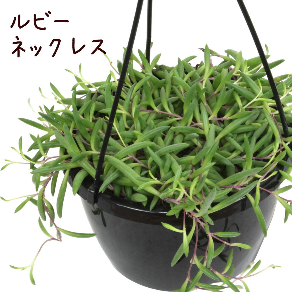 ルビーネックレス 紫月 抜き苗 ネックレス系 オドンナ属 Www Bkvietnam Vn