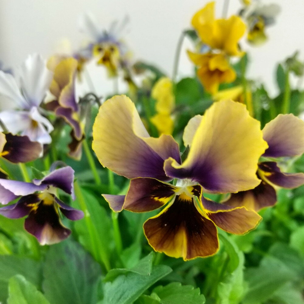 ［花色おまかせ］ビオラ・モンキージョージ 3号ポット【おしゃれ 新生活 グリーン ギフト プレゼント ベランダ ガーデニング かわいい 苗 花 石川園芸 希少 レア 珍しい 花苗】のサムネイル