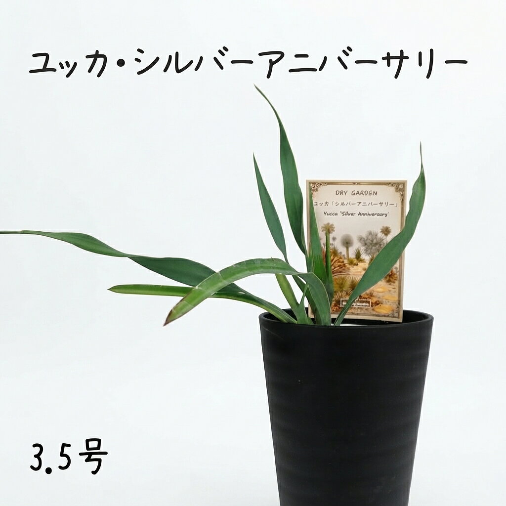 楽天市場】ドライガーデン シルバーの通販