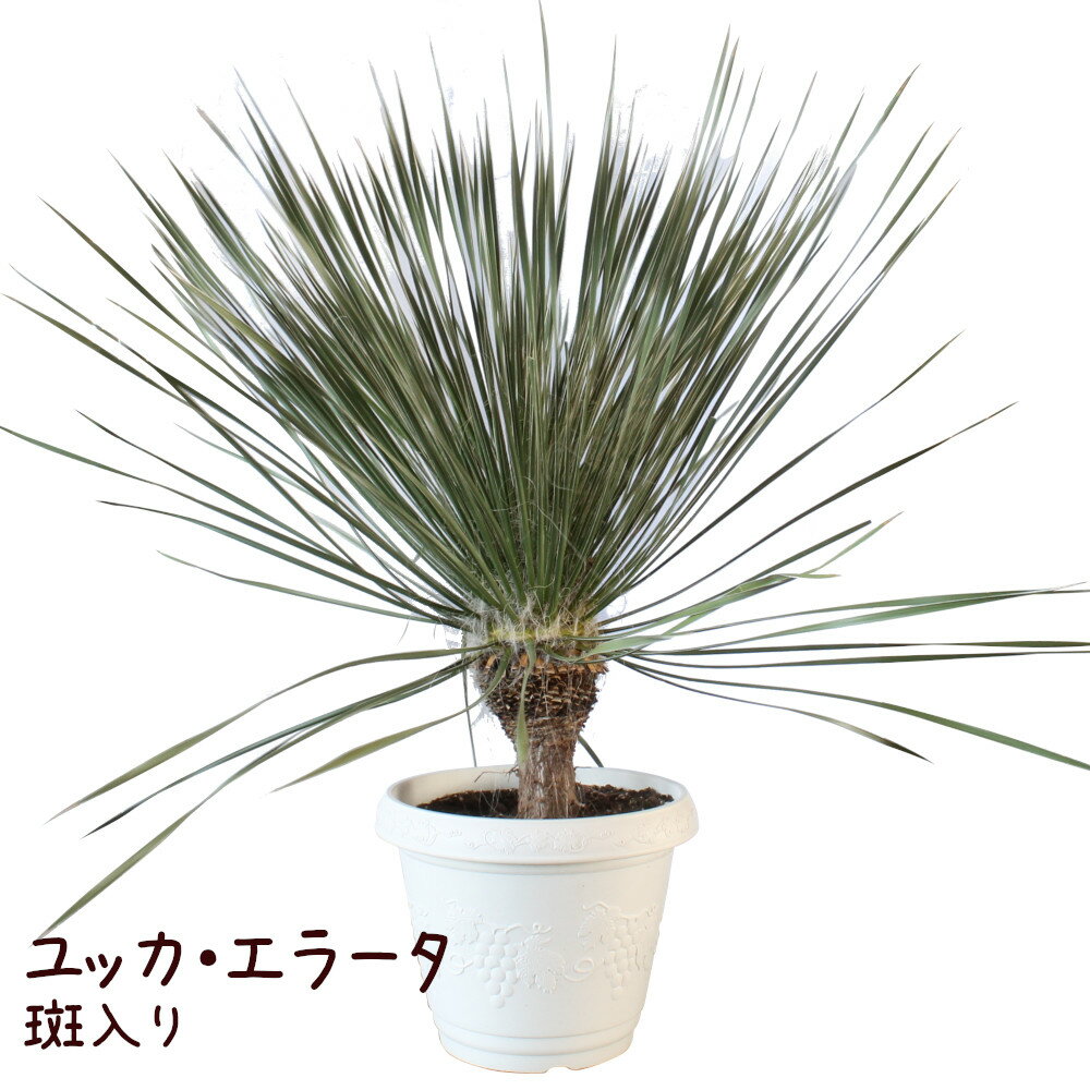 ユッカ・エラータ 13号【観葉植物 大型 おしゃれ 珍しい レア品種 希少 地植え 鉢植え シンボルツリー 尺 大きい ガーデニング インテリア ドライガーデン 室内 屋外 現品のみ 一品物】送料無料（北海道・沖縄・離島除く）