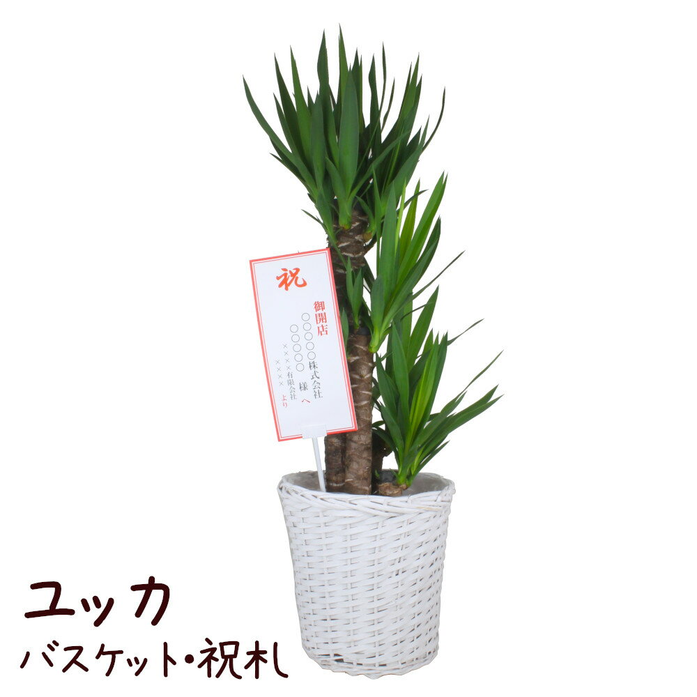 ユッカ ユッカ 8号 ギフト仕様（バスケット・祝札・水受け皿）【青年の木 観葉植物 大型 おしゃれ 新生活 インテリア グリーン 新築祝い 開業祝い ギフト プレゼント 移転祝い リビング オフィス 8寸 鉢植え 鉢カバー かご】送料無料（北海道・沖縄・離島除く）