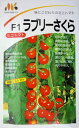 【イタリアの野菜の種】　 ターニップトップ《早生種(90日収穫）》（チーマ　ディ　ラーパ） Novantina testa grossa　BSORAC005　Hortus社