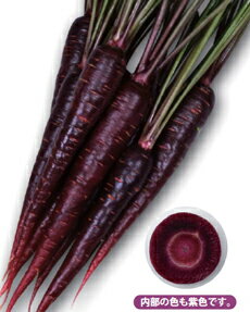 【丸種】パープルターゲット コート1000粒